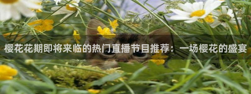 星空影视是真的吗