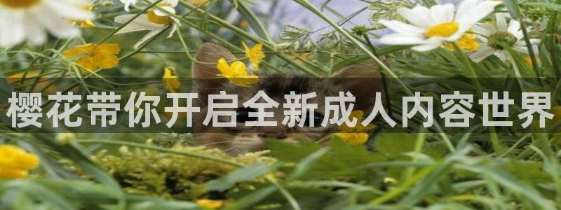 神马影院在线观看全集免费2026